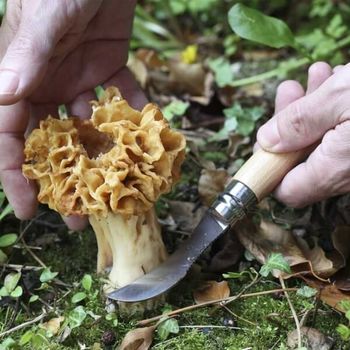 Opinel Pilzmesser Nr. 8 Buche