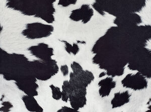 Tissu Velours aspect Daim Imprimé Vache