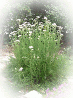 Achillée millefeuille - Achillea millefolium