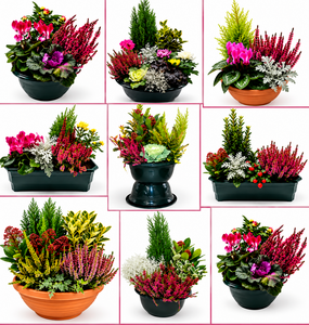COUPES DE PLANTES