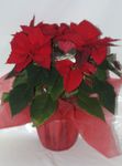 Poinsettya