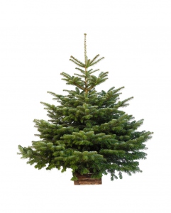Sapin de Noël Nordmann coupé 250/300