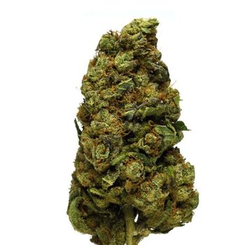 FLEURS CBD JACK HERRER BZ