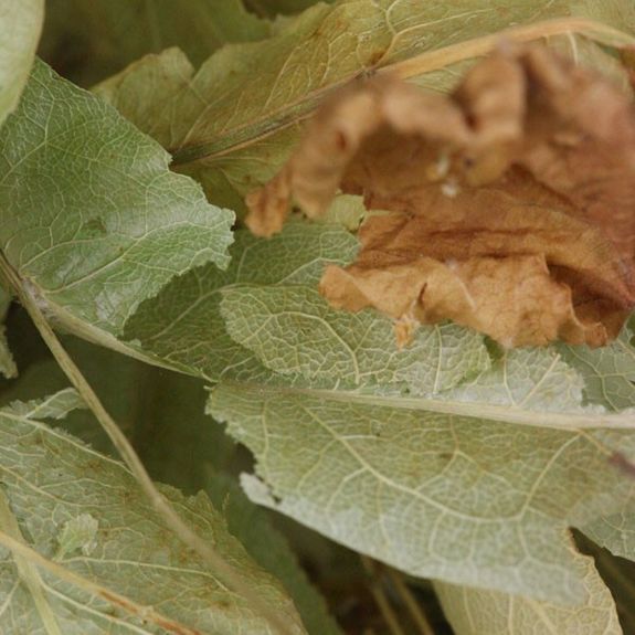 Tilleul carp. bractée