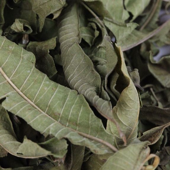 Verveine Odor