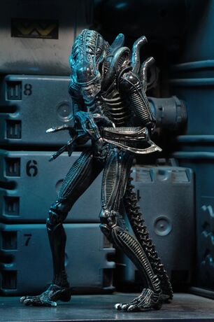 Aliens figurine Alien Warrior Blue 1986 Ultimate  NECA