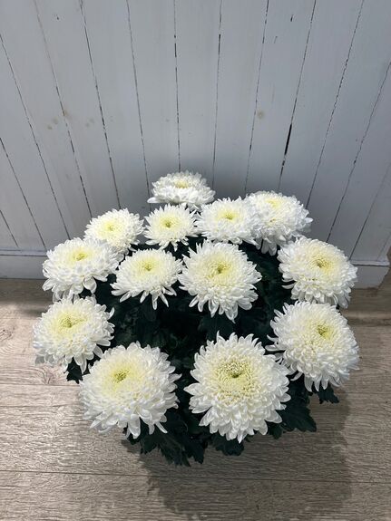 Chrysanthème Breton Grosses Têtes