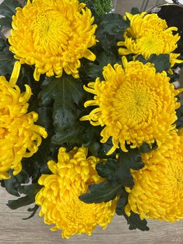 Chrysanthème Breton Grosses Têtes