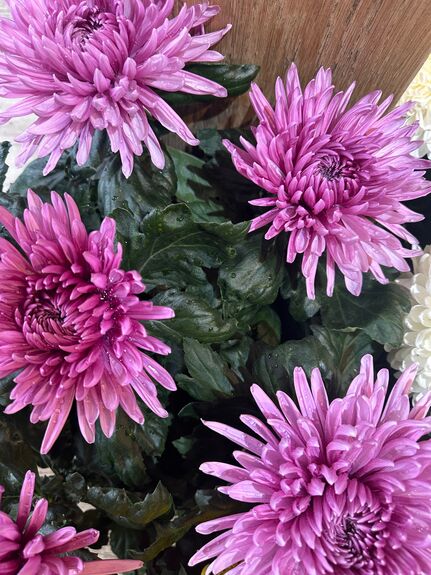 Chrysanthème Breton Grosses Têtes