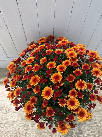 Chrysantheme Breton Multifleurs