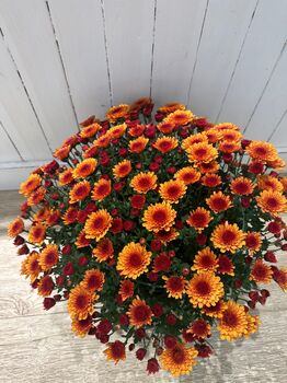 Chrysantheme Breton Multifleurs