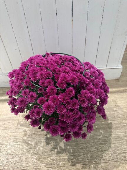 Chrysantheme Breton Multifleurs