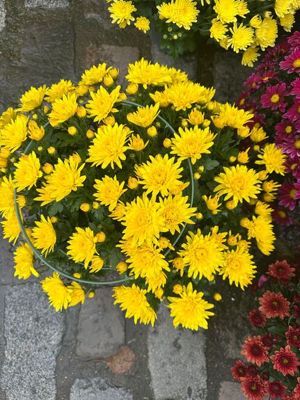 Chrysantheme Breton Multifleurs