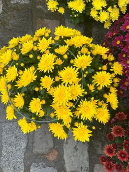 Chrysantheme Breton Multifleurs