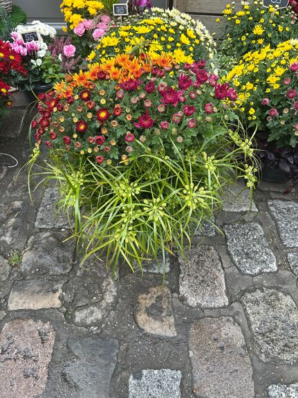 Coupe de Chrysantheme Breton Multiplieurs avec feuillage