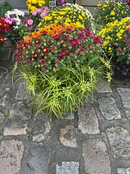 Coupe de Chrysantheme Breton Multiplieurs avec feuillage