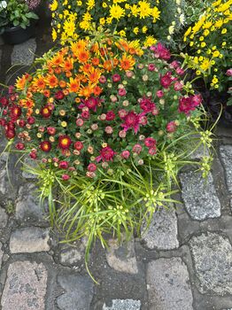 Coupe de Chrysantheme Breton Multiplieurs avec feuillage