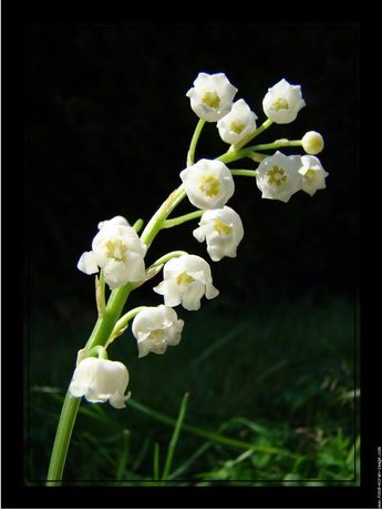 3 Brins de Muguet Extra avec Feuille + 1 Rose de Couleur variée