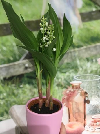 3 Griffes de Muguet Extra en pot Avec son Cache Pot de Couleur Varié