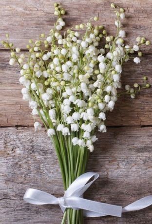 13 Brins de Muguet Nantais avec ses feuilles.