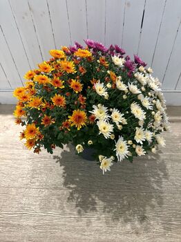 Coupe de Chrysantheme Breton Multicolore