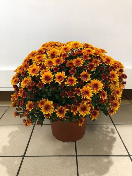 Coupe de Chrysantheme Breton Multiplieurs avec feuillage