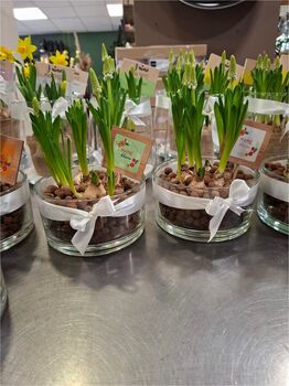 Bulbe de Muscaris en verrerie