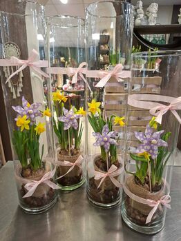 Bulbe de Jonquilles en verrerie