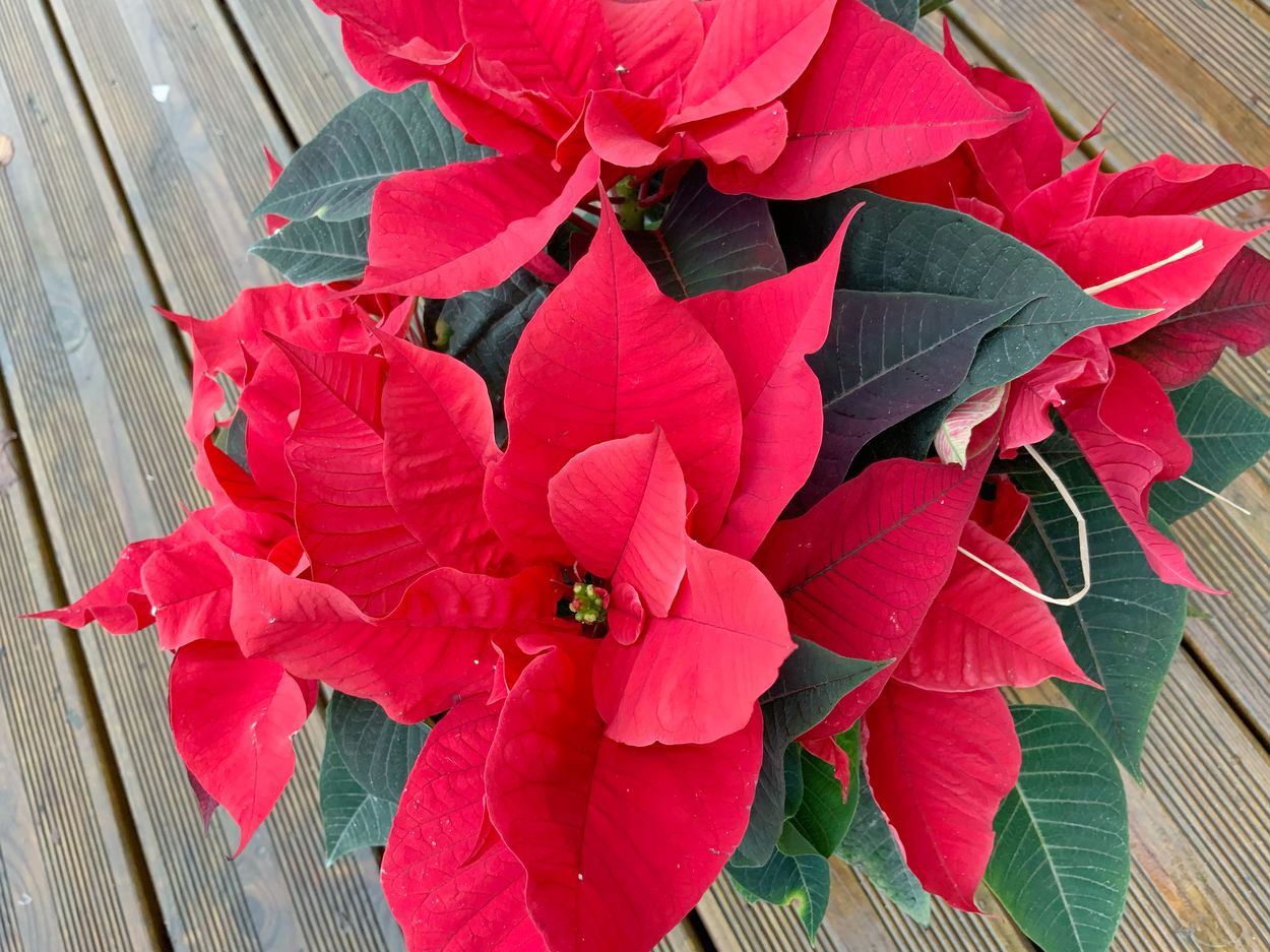 Étoile de Noël ou pointhetia