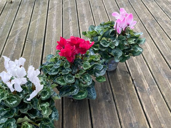 Le cyclamen