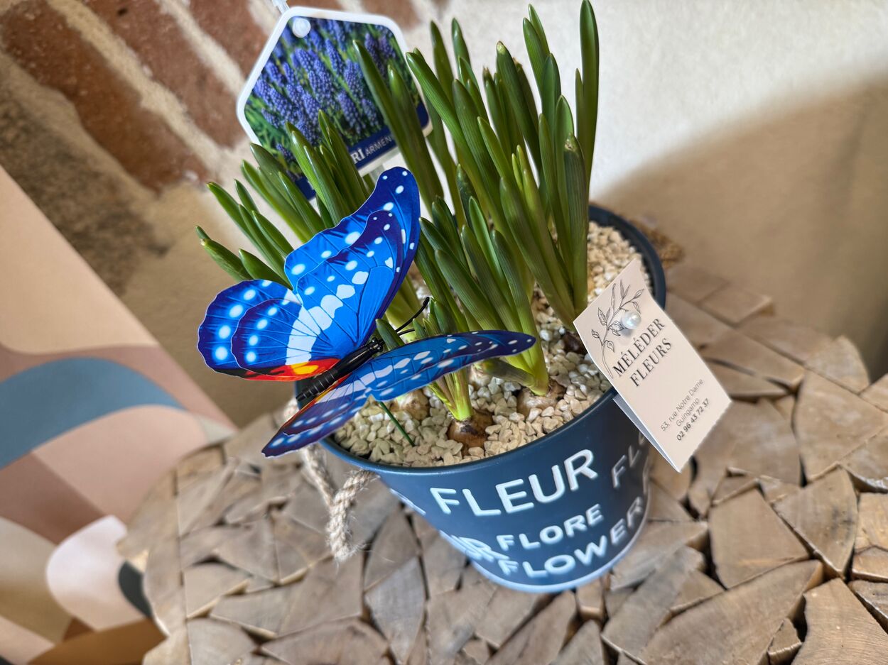 La potée de Muscaris