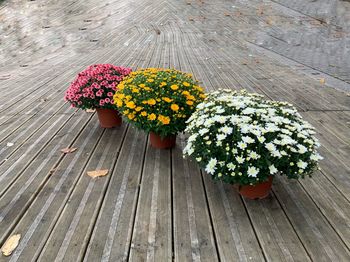 Pomponette en pot