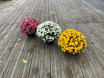 Pomponette en coupe