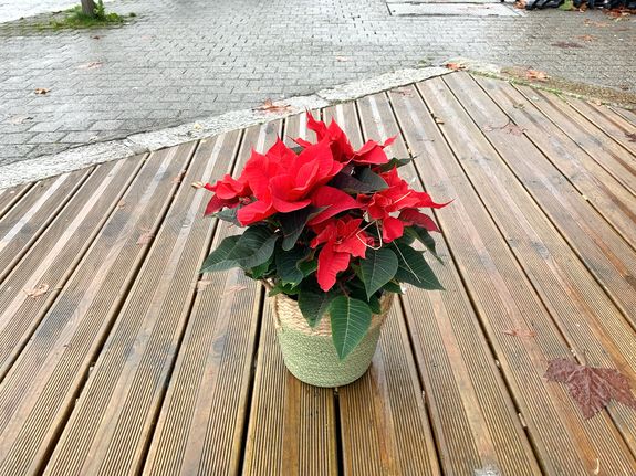 Étoile de Noël ou pointhetia