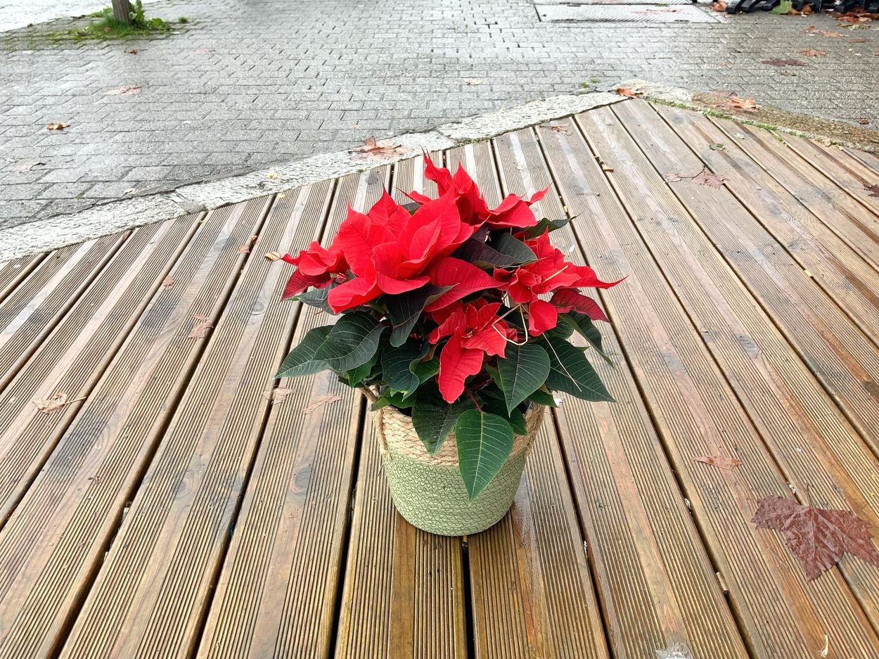 Étoile de Noël ou pointhetia