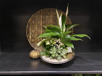 Jardin « mon étoile  Noël » blanche