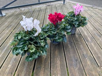 Le cyclamen