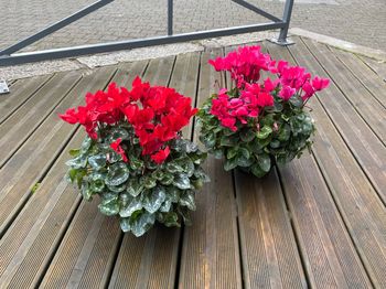 La coupe cyclamens