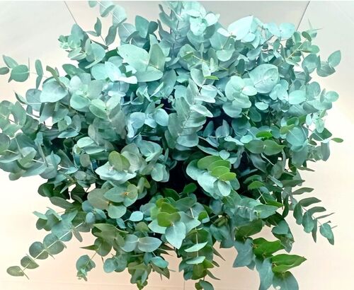 10 bouquets eucalyptus cinerea 300 Grs 70-80 cm