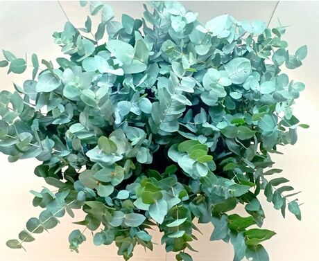 10 bouquets eucalyptus cinerea 300 Grs 70-80 cm