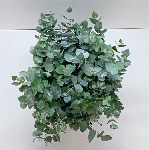 10 bouquets eucalyptus cinerea court (short) 150 gr 40-55 cm