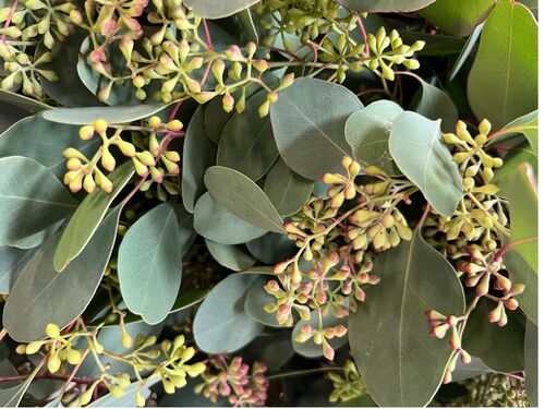 10 bouquets eucalyptus populus graine 300 Grs 50-70 cm