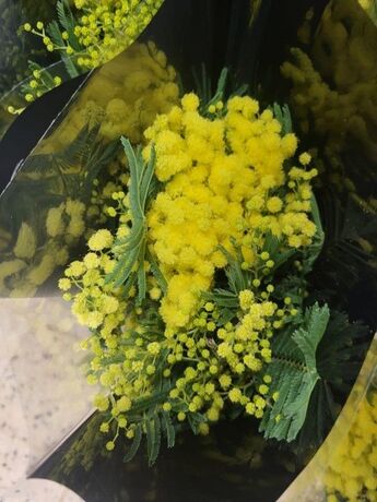 12 bouquets Mimosa 250 gr + produits conservateurs