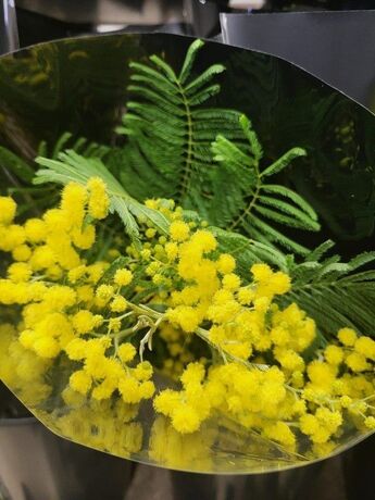 40 bouquets de Mimosa 150 gr + produits conservateurs