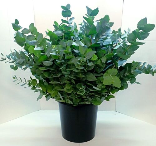 10 bouquets eucalyptus cinerea 300 Grs 70-80 cm
