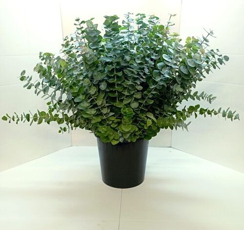 10 bouquets eucalyptus puveranta 300 Grs 70-80 cm