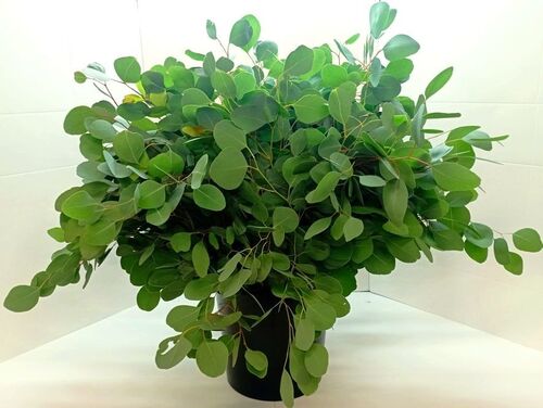 10 bouquets eucalyptus populus 300 Grs 70-80 cm