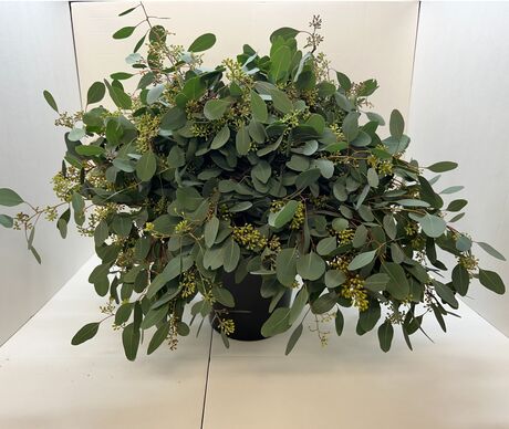 10 bouquets eucalyptus populus graine 300 Grs 50-70 cm