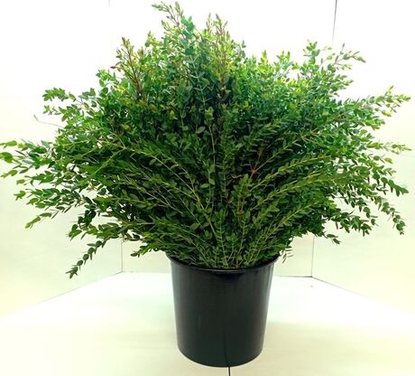 10 bouquets eucalyptus parvifolia 300 Grs 70-80 cm