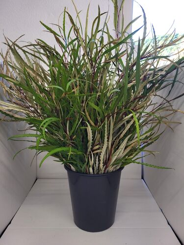 10 bouquets Grevillea (Proteacés) 250 gr 70 - 80 cm